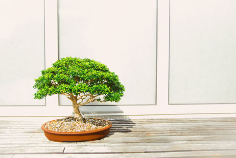 482x322_LivingLendlease_bonsai.jpg