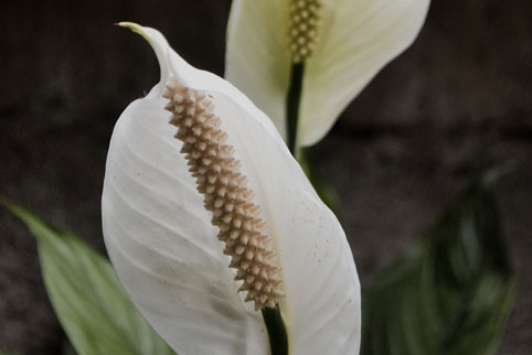 482x322_LivingLendlease_lily.jpg