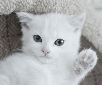 We're breaking the norm with our pet friendly homes Image